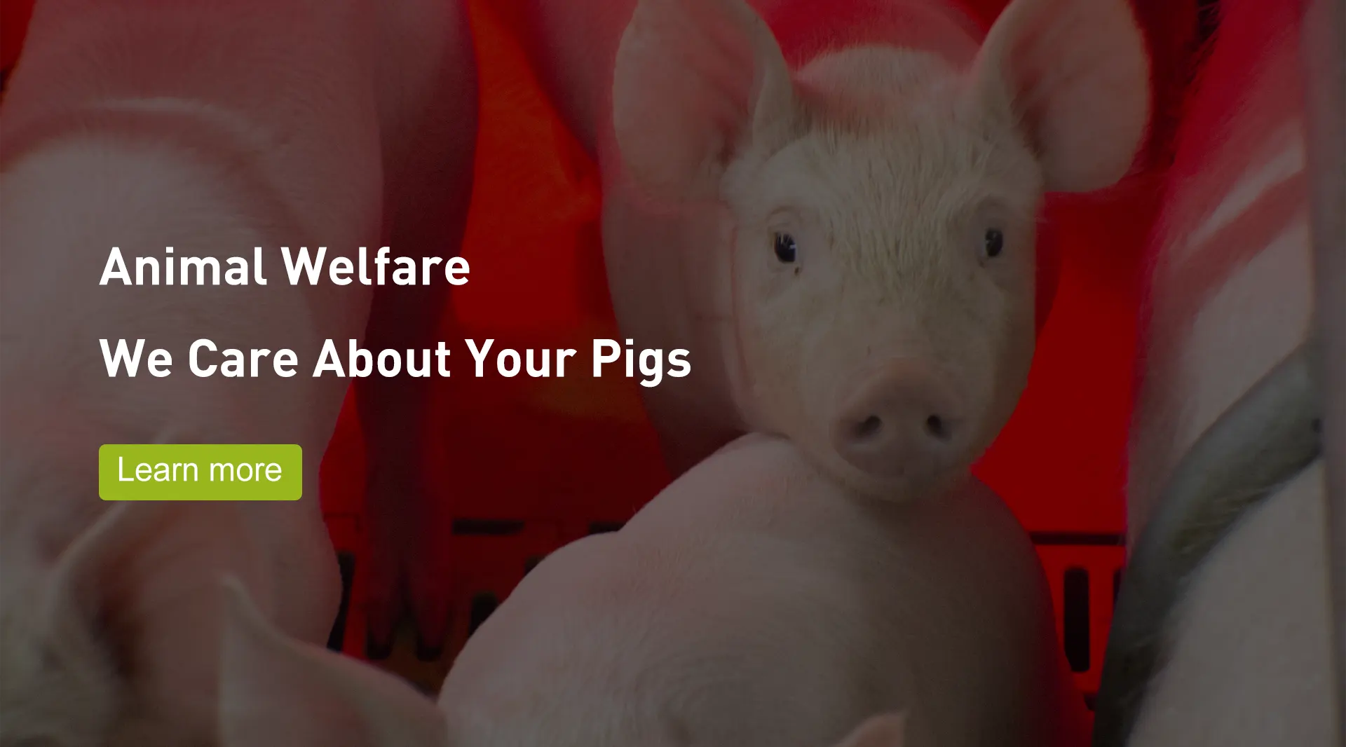 Pig Welsafe Farrowing Crate ຜູ້ຜະລິດ