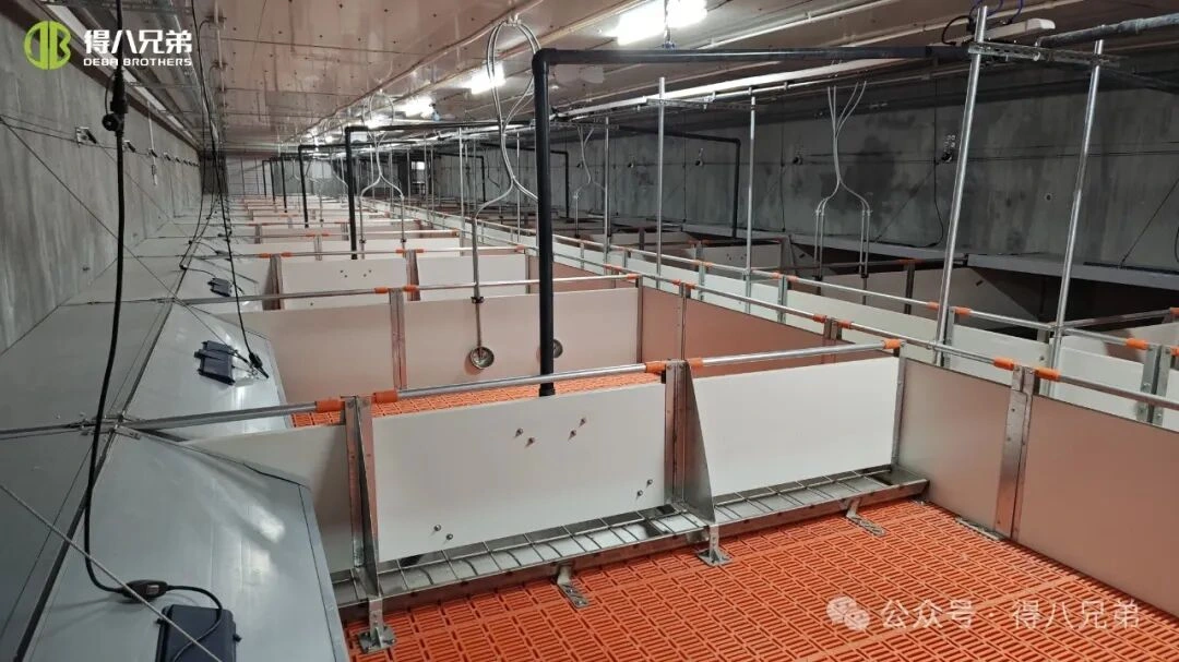 ການປ້ອງກັນ ແລະ ການຈັດການຄວາມເຄັ່ງຕຶງໃນຟາມໝູໃນຊ່ວງອາກາດຮ້ອນ